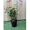 Бруслина японська Rovinsky Garden Euonymus japonicus Gold Queen, висота 30-40 см, об'єм горщику 2л