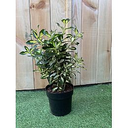 Бруслина японська Rovinsky Garden Euonymus japonicus Gold Queen, висота 30-40 см, об#039;єм горщику 2л