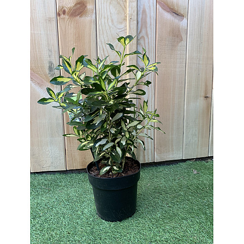 Бруслина японська Rovinsky Garden Euonymus japonicus Gold Queen, висота 30-40 см, об'єм горщику 2л