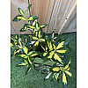 Бруслина японська Rovinsky Garden Euonymus japonicus Gold Queen, висота 30-40 см, об'єм горщику 2л