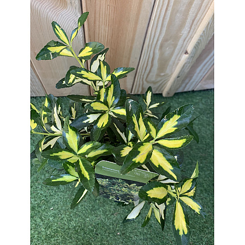 Бруслина японська Rovinsky Garden Euonymus japonicus Gold Queen, висота 30-40 см, об'єм горщику 2л