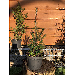 Пихта бальзамическая Rovinsky Garden Abies Balsamea 30-40 см (объем горшка 2 л) RG552