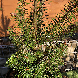 Пихта бальзамическая Rovinsky Garden Abies Balsamea 30-40 см (объем горшка 2 л) RG552