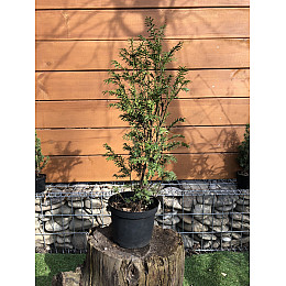Тис ягодный Rovinsky Garden Taxus baccata, высота 50-60 см, объем горшка 2,5л (RG550)