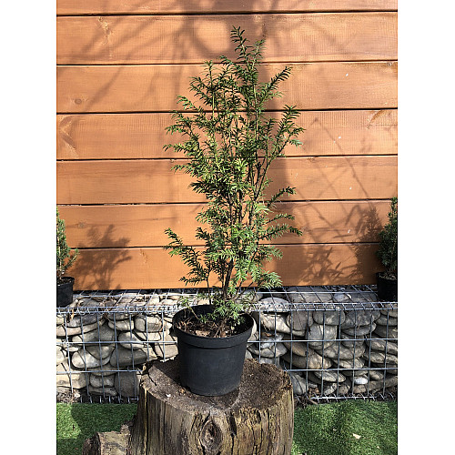 Тис ягодный Rovinsky Garden Taxus baccata, высота 50-60 см, объем горшка 2,5л (RG550)