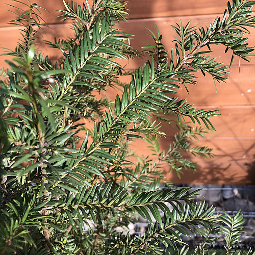 Тис ягодный Rovinsky Garden Taxus baccata, высота 50-60 см, объем горшка 2,5л (RG550)