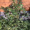 Тис ягодный Rovinsky Garden Taxus baccata, высота 50-60 см, объем горшка 2,5л (RG550)