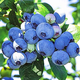 Голубика Блюкроп Florinda (Лохина, Blueberry Bluecrop) 60-80см, объём горшка  2л