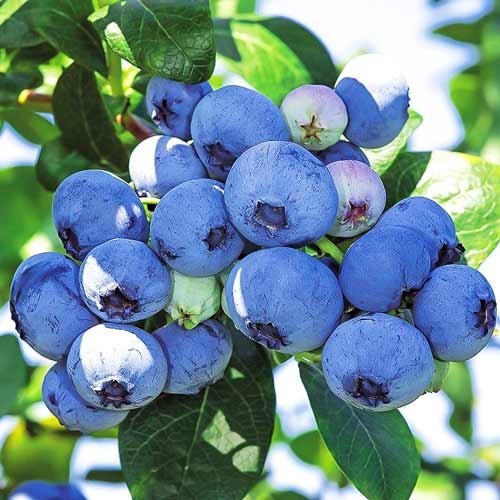 Голубика Блюкроп Florinda (Лохина, Blueberry Bluecrop) 60-80см, объём горшка 2л