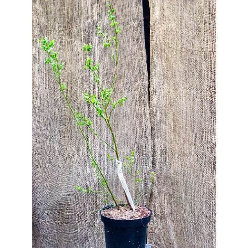 Голубика Блюкроп Florinda (Лохина, Blueberry Bluecrop) 60-80см, объём горшка 2л