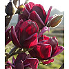 Магнолия Rovinsky Garden (Magnolia soulangeana) Genie, 50-60 см 3 л
