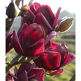 Магнолия Rovinsky Garden (Magnolia soulangeana) Genie, 50-60 см 3 л