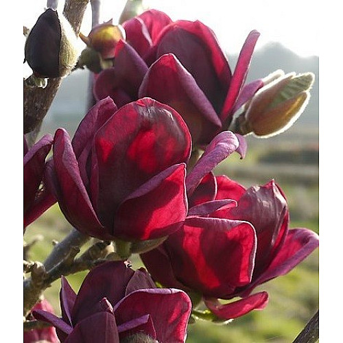 Магнолия Rovinsky Garden (Magnolia soulangeana) Genie, 50-60 см 3 л