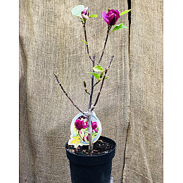 Магнолия Rovinsky Garden (Magnolia soulangeana) Genie, 50-60 см 3 л