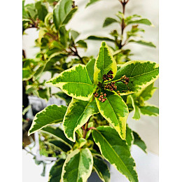 Калина вариагатная Rovinsky Garden Tinus White Egret 40-45 см ⌀17