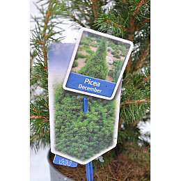 Ель Rovinsky Garden Glauca Conica Грудень ⌀15 40-45 см