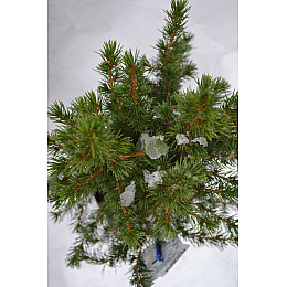 Ель Rovinsky Garden Glauca Conica Грудень ⌀15 40-45 см