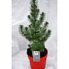 Сосна Rovinsky Garden Pinus Silver Crest 30-35 см