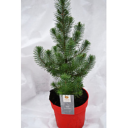Сосна Rovinsky Garden Pinus Silver Crest 30-35 см