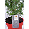 Сосна Rovinsky Garden Pinus Silver Crest 30-35 см