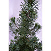 Сосна Rovinsky Garden Pinus Silver Crest 30-35 см