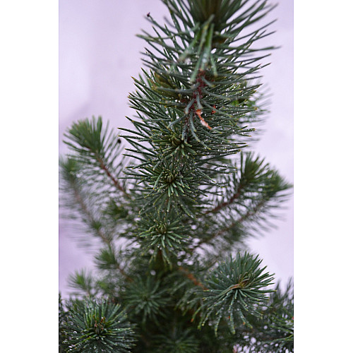 Сосна Rovinsky Garden Pinus Silver Crest 30-35 см