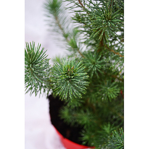 Сосна Rovinsky Garden Pinus Silver Crest 30-35 см