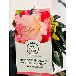 Рододендрон Rovinsky Garden Persy Wiseman ⌀17