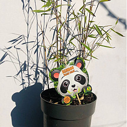 Бамбук Rovinsky Garden Black Pearl ⌀19