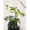 Морозник Rovinsky Garden Helleborus Orientalis ⌀15 25 - 35 см