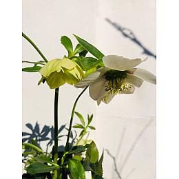 Морозник Rovinsky Garden Helleborus Orientalis ⌀15 25 - 35 см