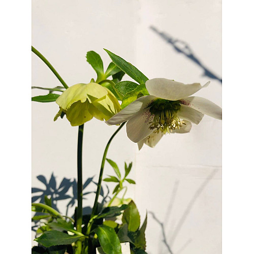 Морозник Rovinsky Garden Helleborus Orientalis ⌀15 25 - 35 см