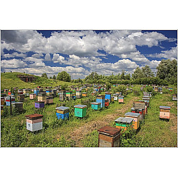 Натуральный домашний мед FMA Летнее луговое разнотравье 2023 г 3 л