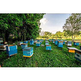 Натуральный домашний мед FMA Летнее луговое разнотравье 2023 г 5 л