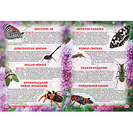 Книга Crystal Book Ілюстрований атлас живої природи 1752 (9789669361752)