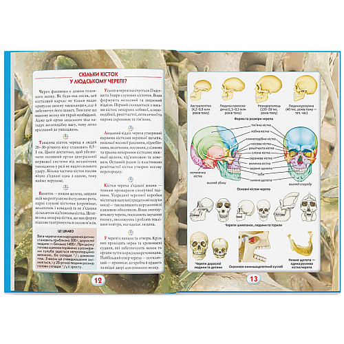 Книга Crystal Book Ви маєте це знати Тіло людини 64 с 4099 (9786175474099)