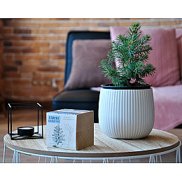 Набор для выращивания Экокубик Голубая Ель HMD 114-10817371