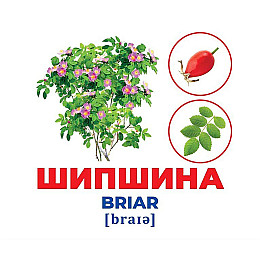 Набір розвиваючих карток Геній з пеленок Дерева та кущі Ранок 10107196 17 карток