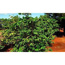 Кава в зернах Royal-Life Арабіка Ефіопія Джимма 1 кг