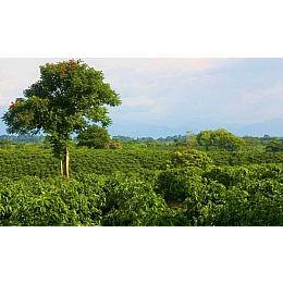 Кава в зернах Royal-Life Арабіка Колумбія Супремо Меделін 18 1 кг