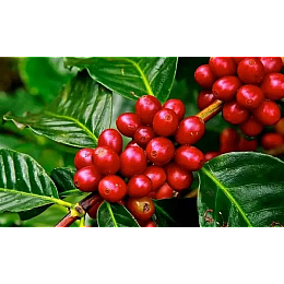 Кава в зернах Royal-Life Арабіка Колумбія Супремо Меделін 18 1 кг