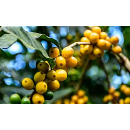 Кава в зернах Royal-Life Арабіка Бразилія Жовтий Бурбон 1 кг