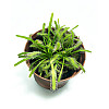Растение хищник Росянка Капская AlienPlants Drosera Capensis Plants (SUN0011CP)