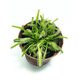 Рослина хижак Росянка Капська AlienPlants Drosera Capensis Рослини (SUN0011CP)