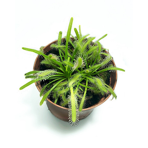 Растение хищник Росянка Капская AlienPlants Drosera Capensis Plants (SUN0011CP)