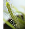 Растение хищник Росянка Капская AlienPlants Drosera Capensis Plants (SUN0011CP)