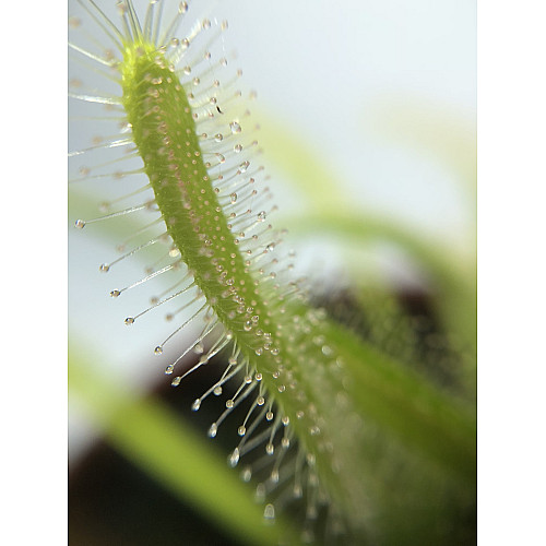 Растение хищник Росянка Капская AlienPlants Drosera Capensis Plants (SUN0011CP)