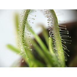 Рослина хижак Росянка Капська AlienPlants Drosera Capensis Рослини (SUN0011CP)