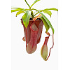Рослина хижак Непентес Алата AlienPlants Nepenthes Alata Рослини (SUN005CP)