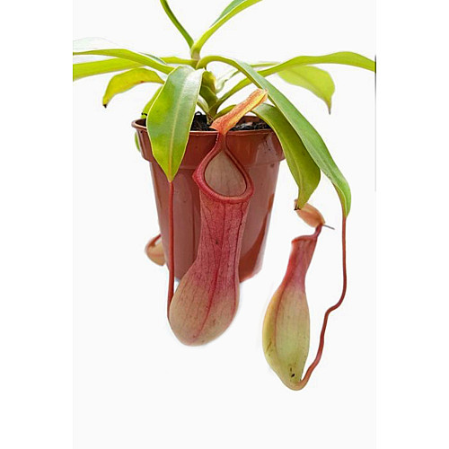 Рослина хижак Непентес Алата AlienPlants Nepenthes Alata Рослини (SUN005CP)